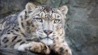 Trei leoparzi ai zăpezilor au murit în urma infectării cu coronavirus la o grădină zoologică din Nebraska