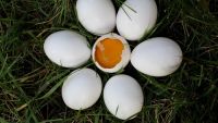 Ce rol are consumul de ouă şi colesterol pentru sănătatea cardiovasculară şi longevitate
