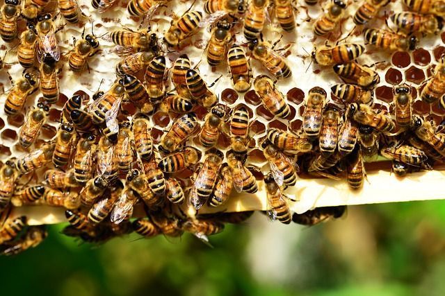 O iniţiativă privind salvarea albinelor a strâns un milion de semnături şi va fi discutată de Comisia Europeană