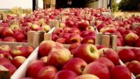 Egiptul poate înlocui piaţa din Rusia pentru producătorii de mere din Republica Moldova