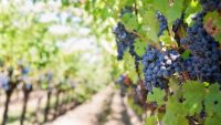 Doi viticultori au transformat podgoriile lor tradiţionale în afaceri profitabile