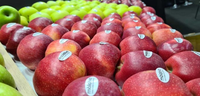 Noi pieţe de desfacere pentru merele din R. Moldova